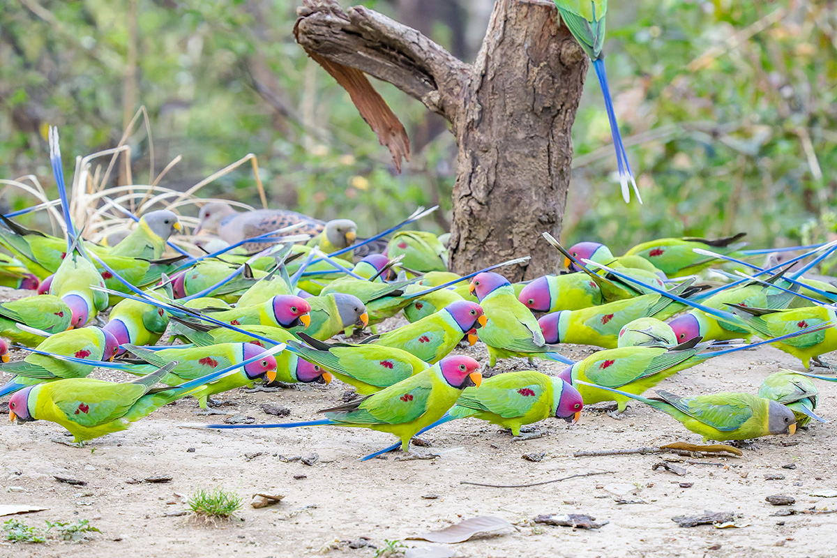 2025-04-03 16 Plum-headed Parakeets.jpg