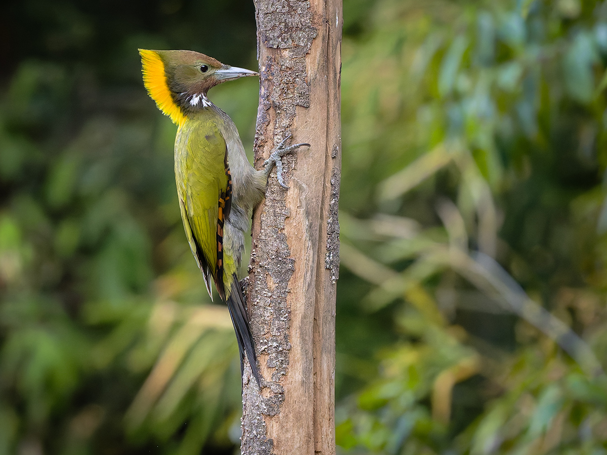 2025-04-03 160 Greater Yellownape.jpg