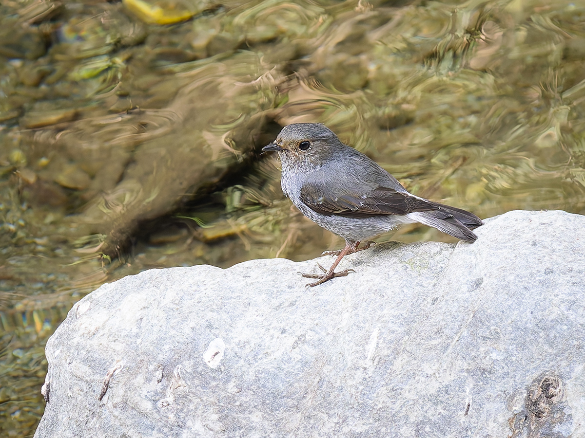 2025-04-03 184 Plumbeous Water Redstart.jpg