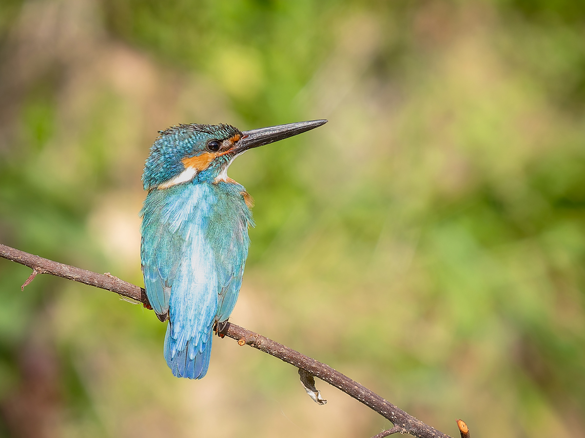2025-04-03 187 Common Kingfisher.jpg