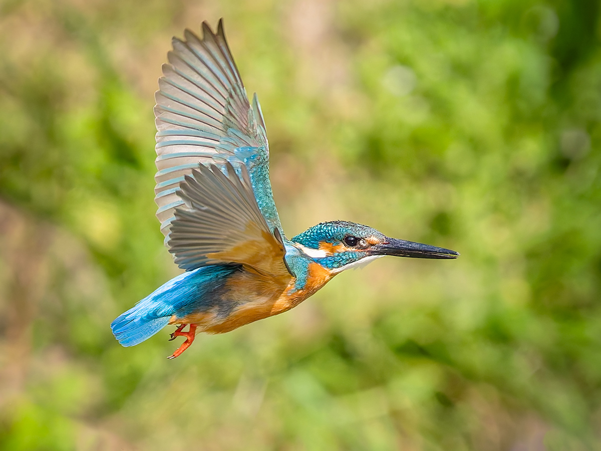 2025-04-03 189 Common Kingfisher in Flight.jpg