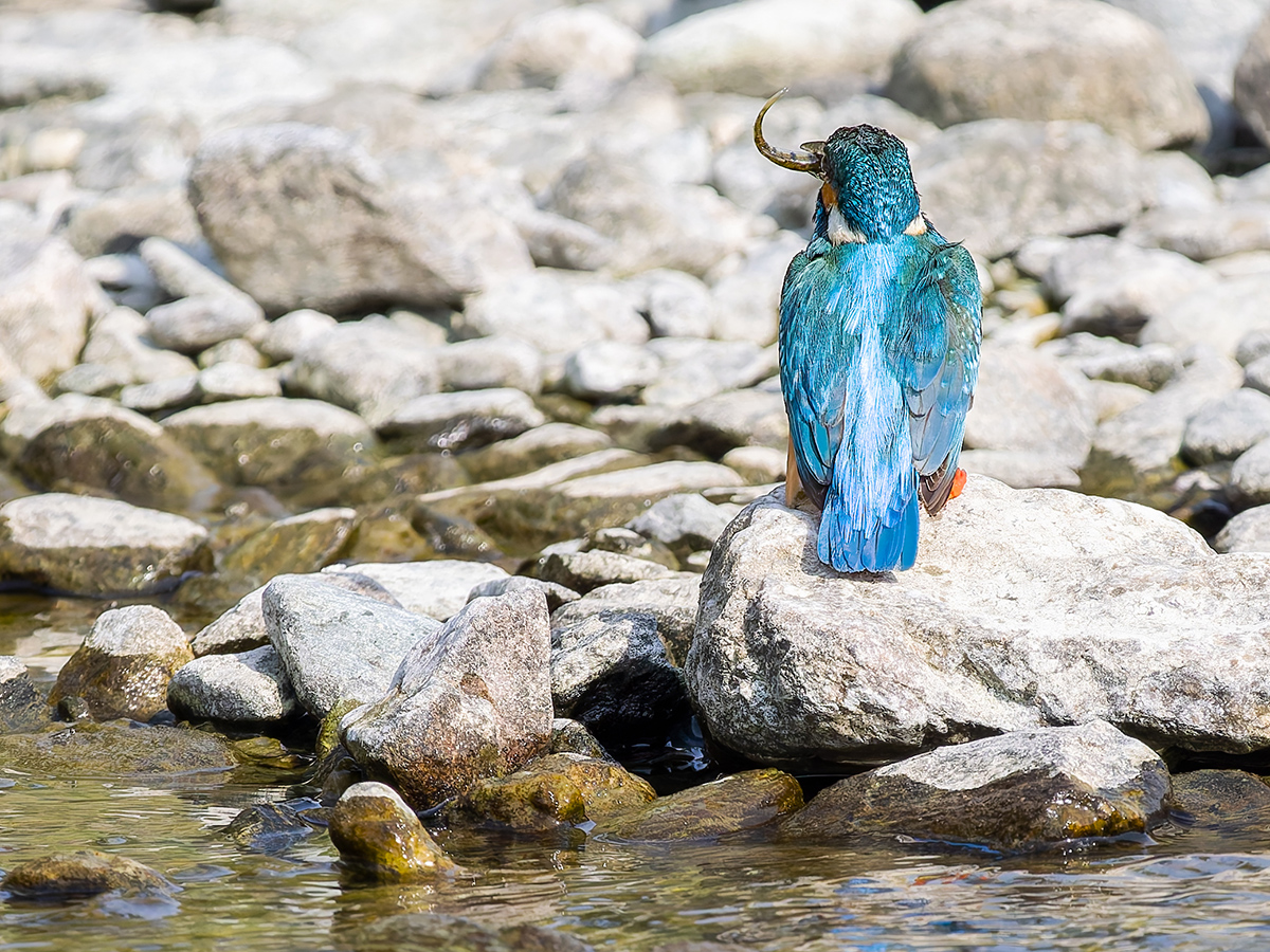 2025-04-03 194 Common Kingfisher with Fish.jpg