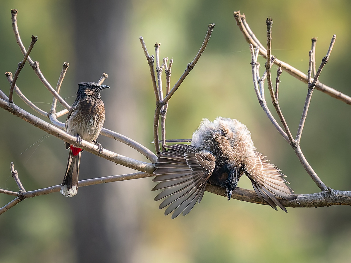 2025-04-03 200 Red-vented Bulbuls.jpg