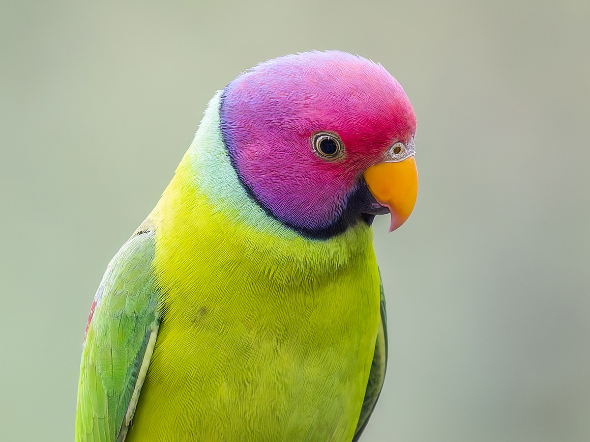 2025-04-03 21 Plum-headed Parakeet.jpg