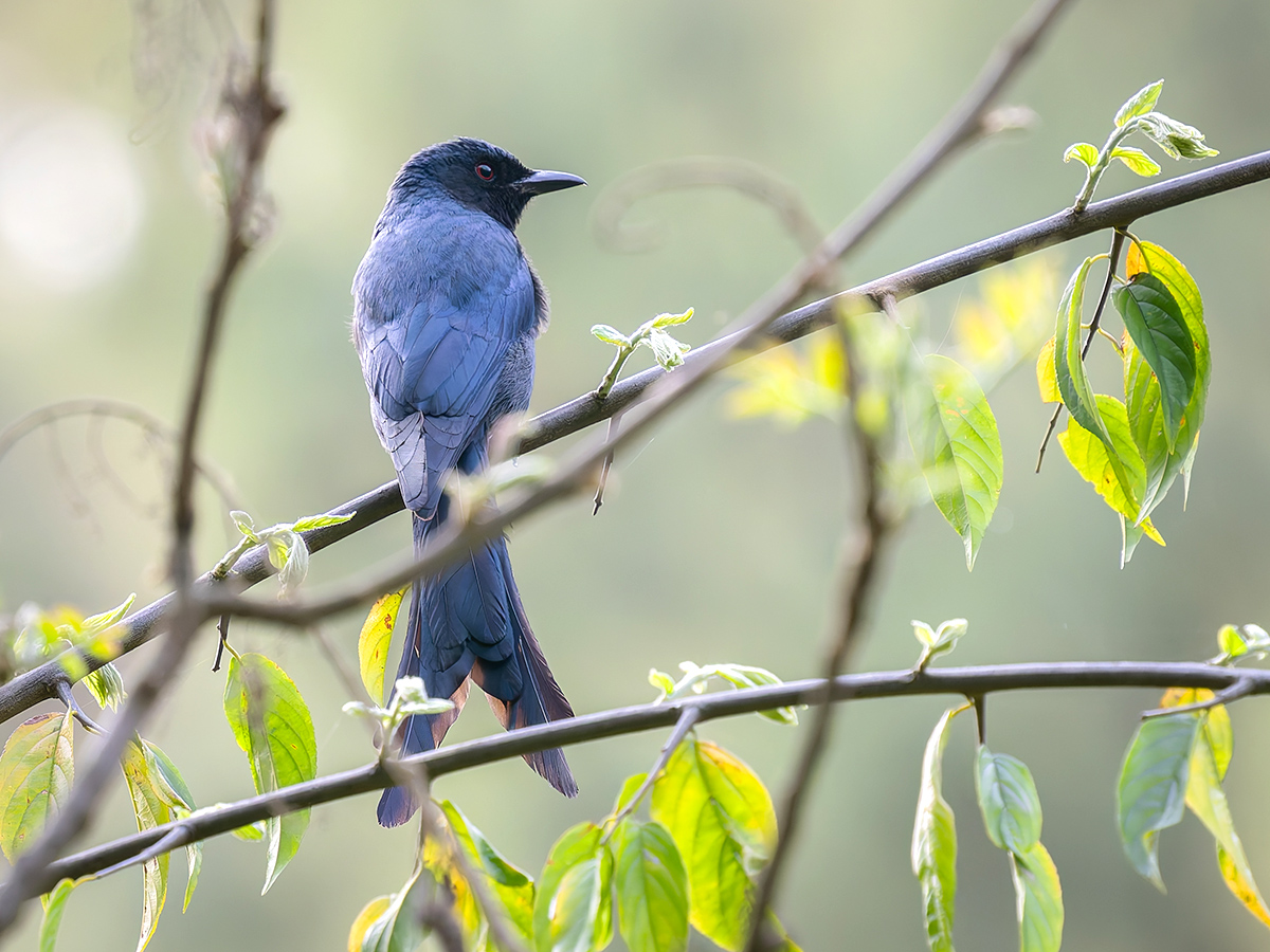 2025-04-03 223 Ashy Drongo.jpg