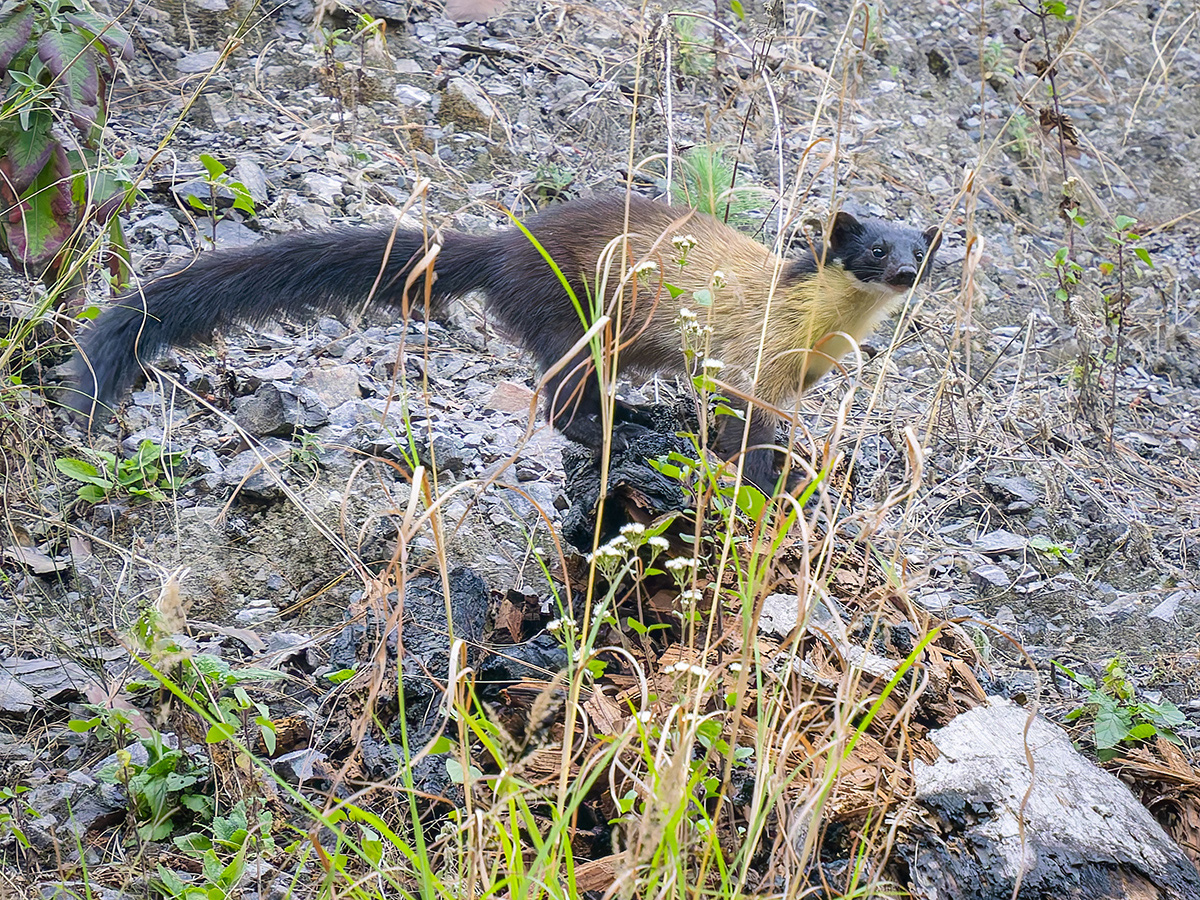 2025-04-03 225 Yellow-throated Marten.jpg