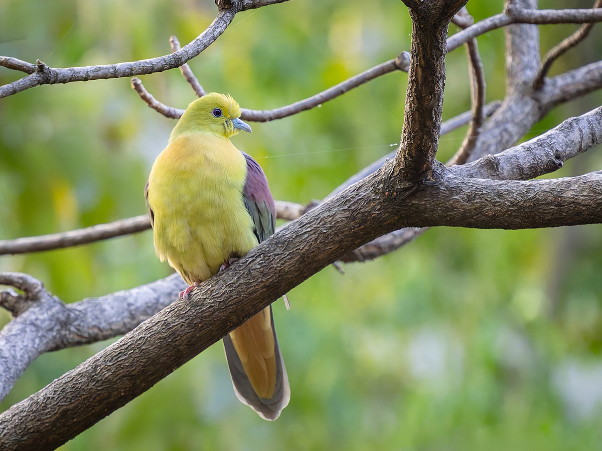 2025-04-04 012 Wedge-tailed Green Pigeon.jpg