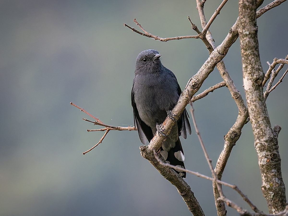 2025-04-04 013 Black-winged Cuckooshrike.jpg