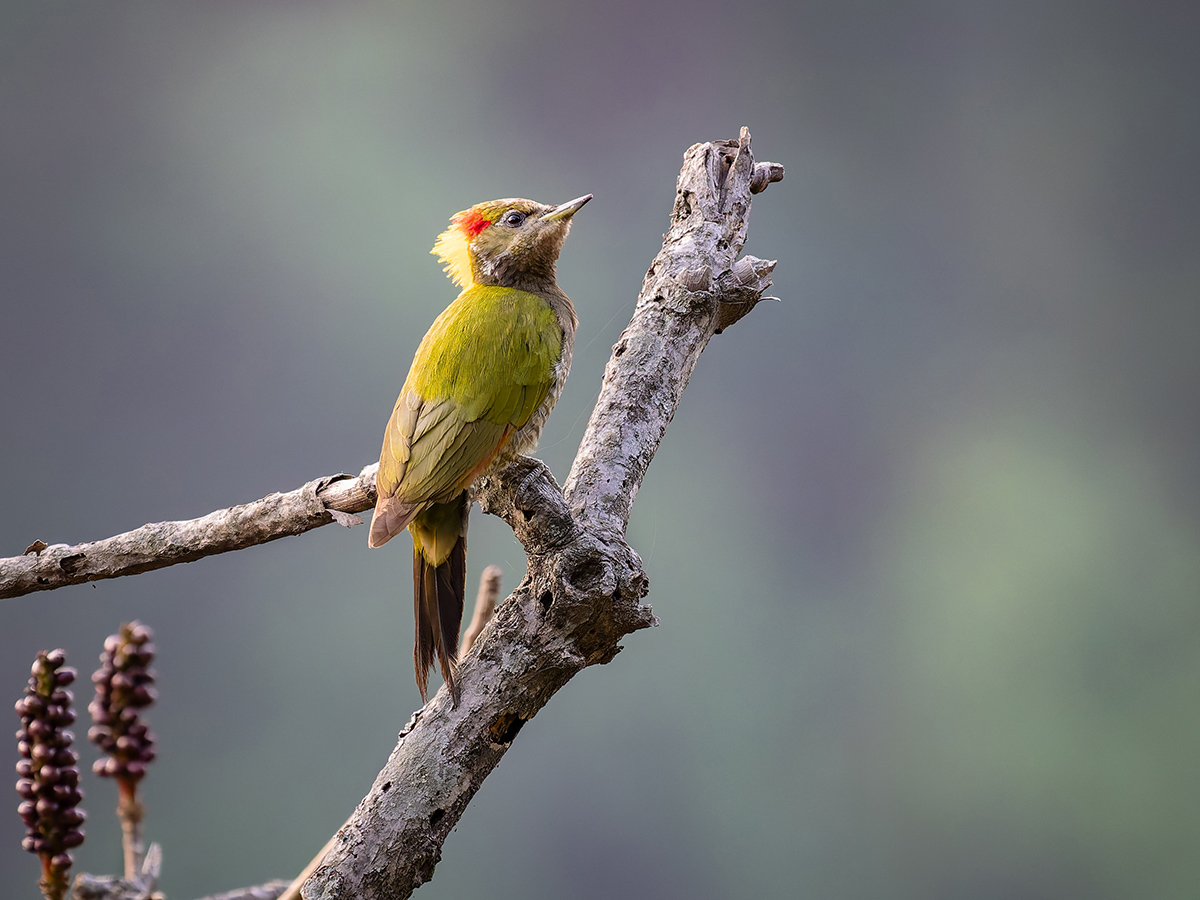 2025-04-04 016 Lesser Yellownape.jpg