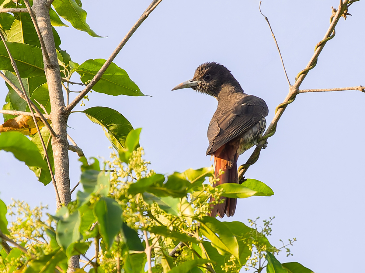 2025-04-04 025 Maroon Oriole.jpg