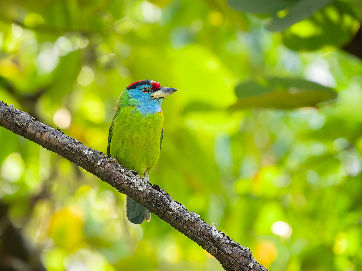 2025-04-04 034 Blue-throated Barbet.jpg