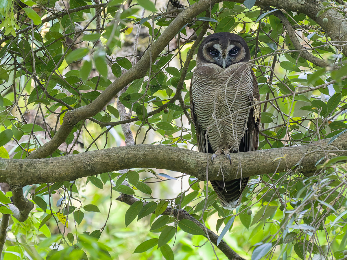 2025-04-04 037 Brown Wood Owl.jpg