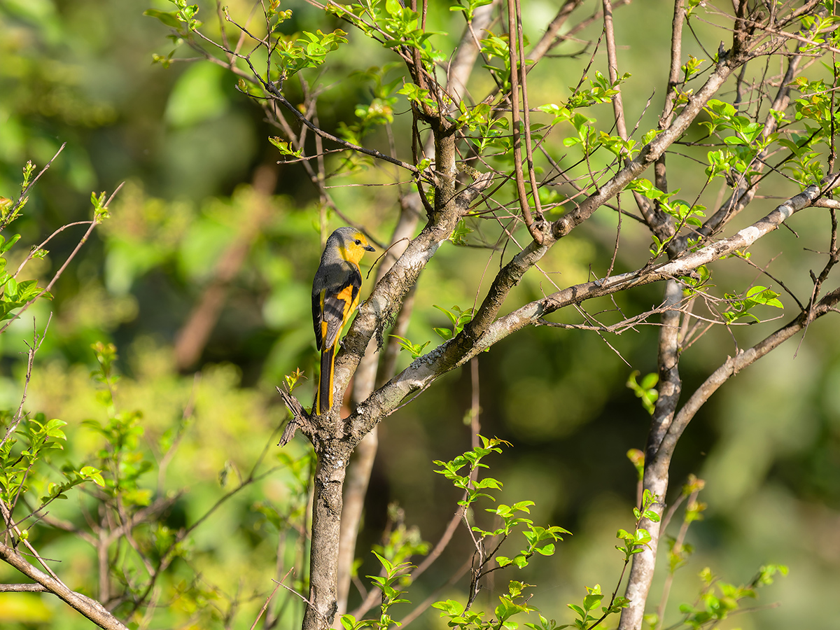 2025-04-04 039 Female Scarlet Minivet.jpg