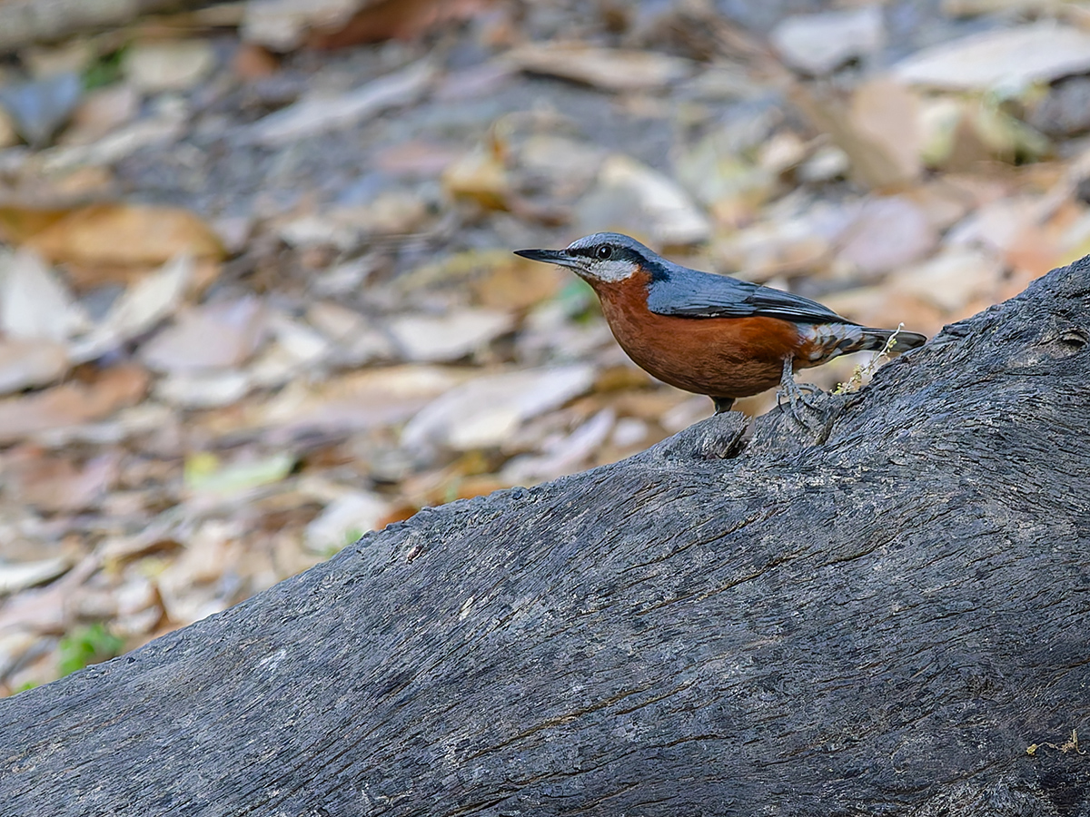 2025-04-04 041 Chestnut-bellied Nuthatch.jpg