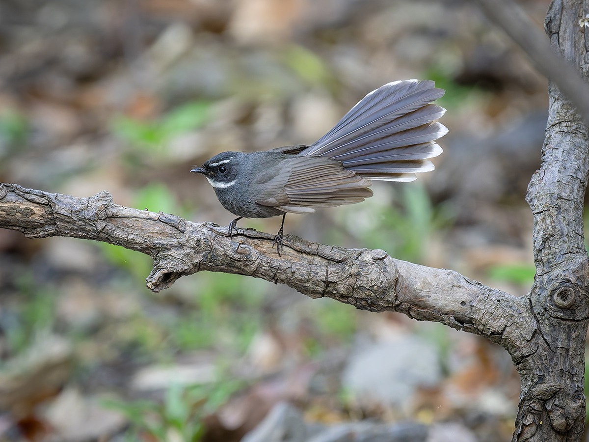 2025-04-04 044 White-throated Fantail.jpg