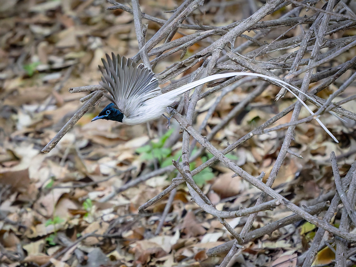 2025-04-04 053 Indian Paradise Flycatcher in Flight.jpg