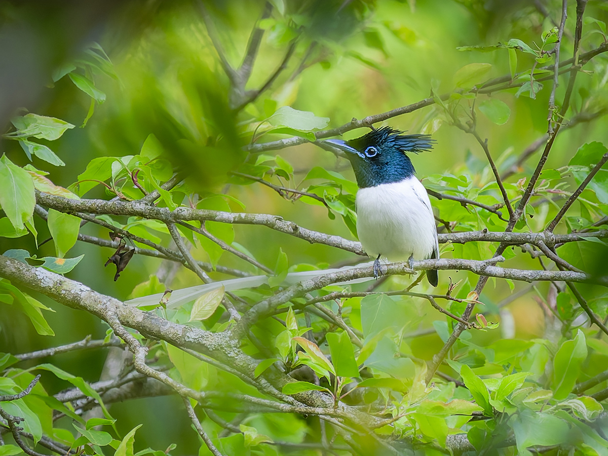 2025-04-04 139 Indian Paradise Flycatcher.jpg