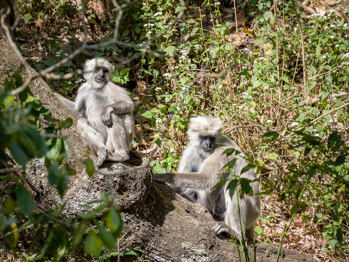 2025-04-04 144 Tarai Grey Langurs.jpg