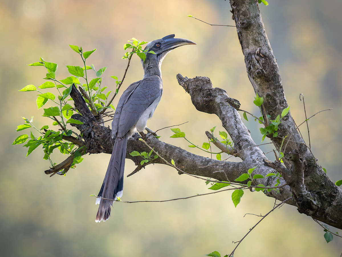 2025-04-04 181 Indian Grey Hornbill.jpg