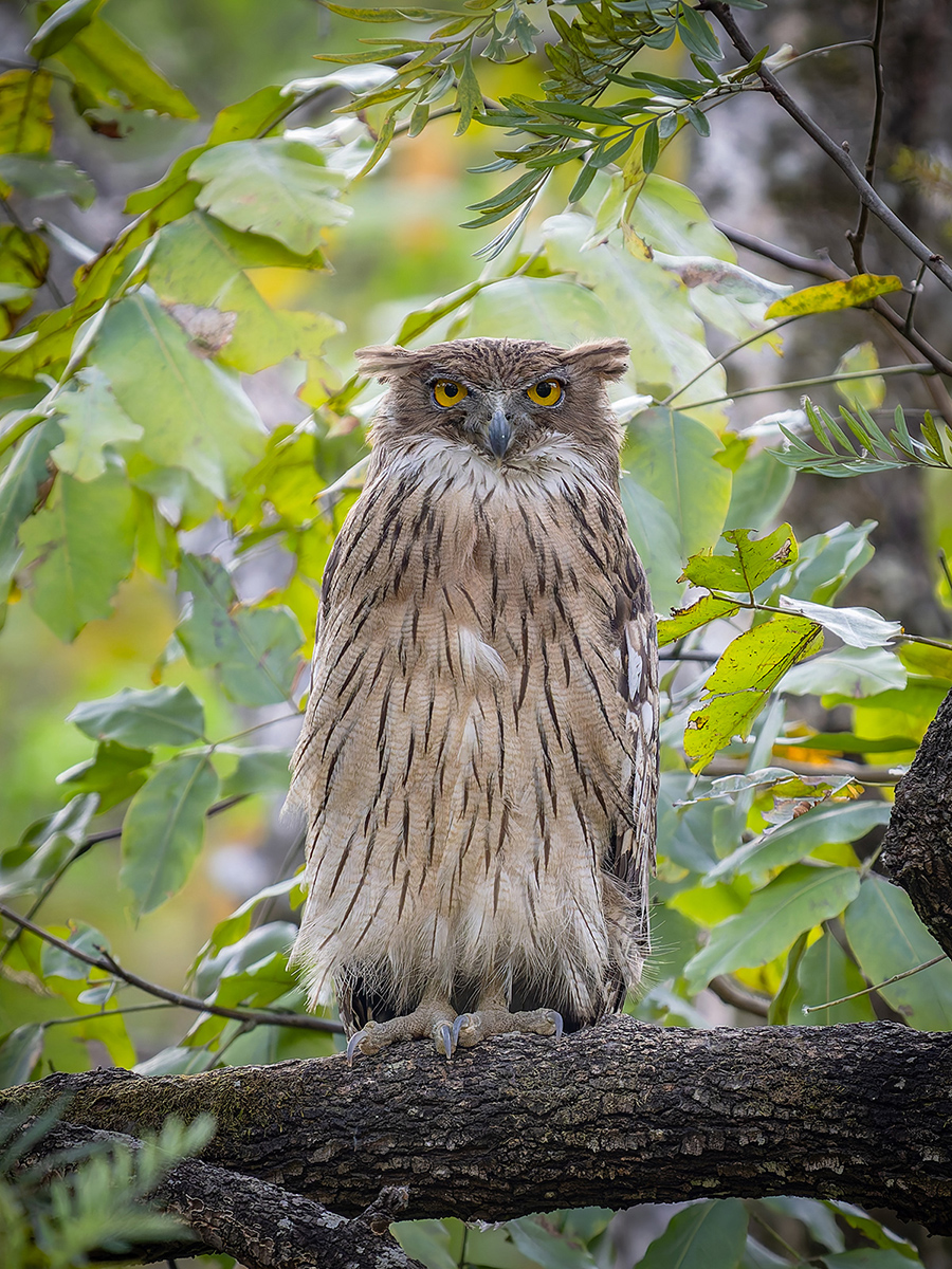 2025-04-04 184 Brown Fish Owl.jpg
