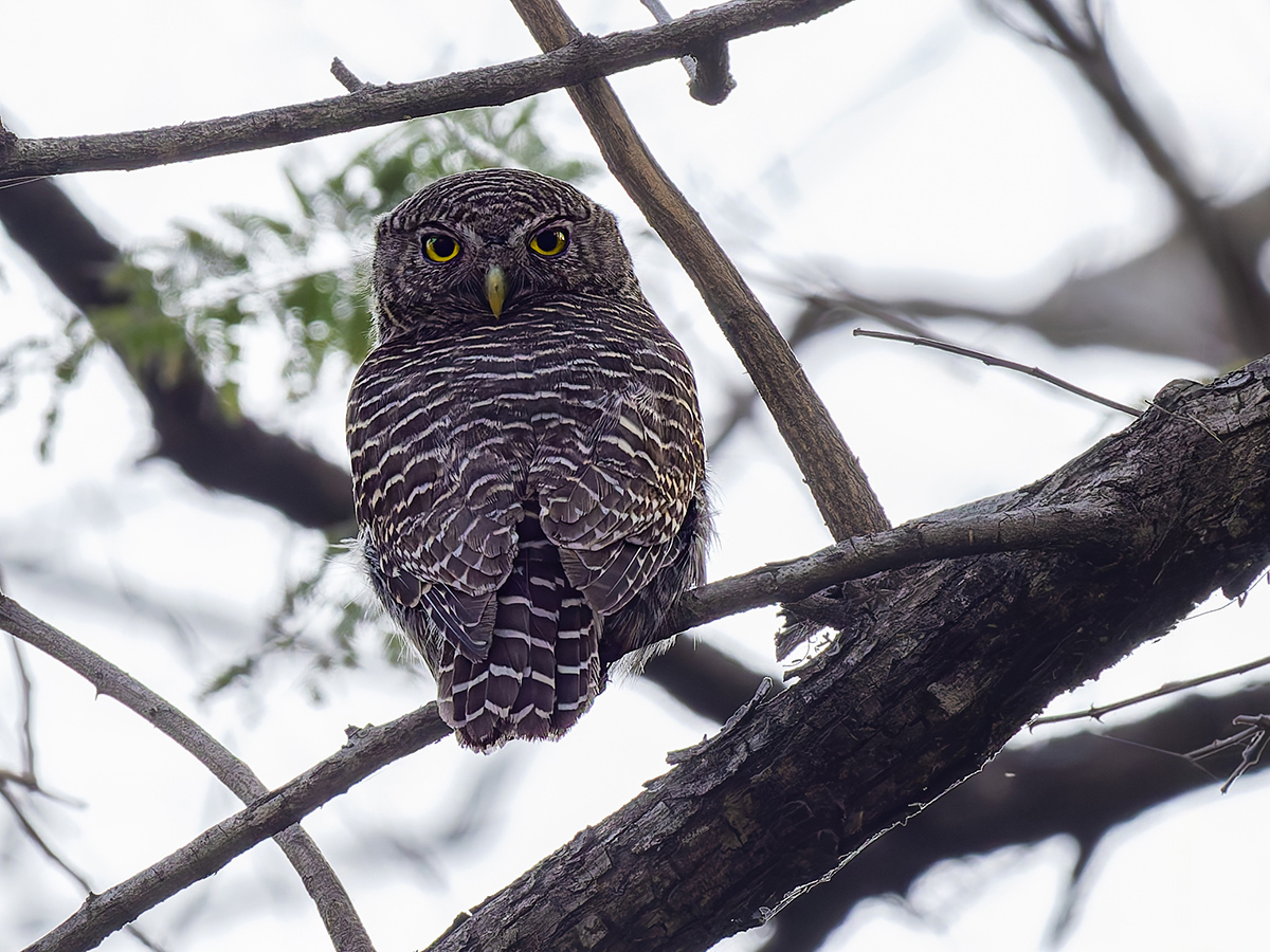 2025-04-04 189 Asian Barred Owlet.jpg