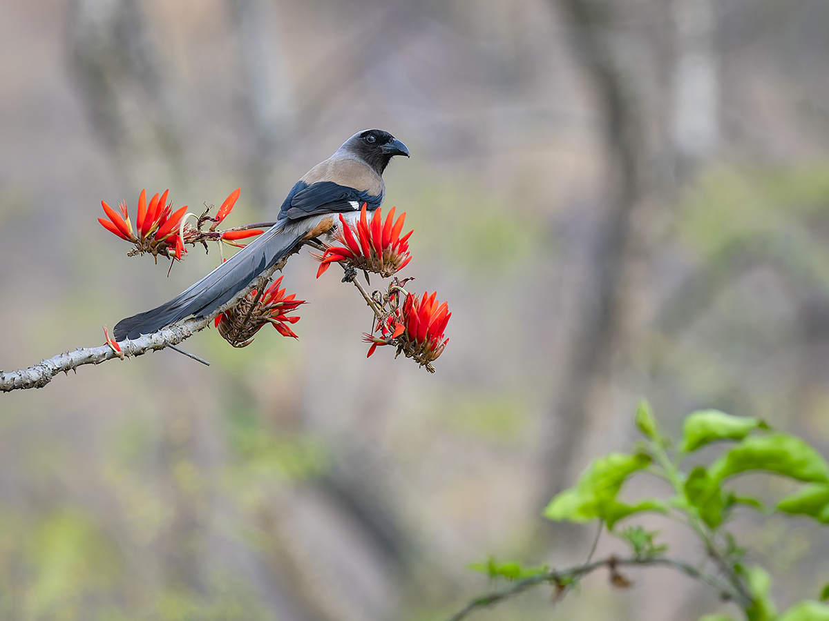2025-04-04 190 Grey Treepie.jpg