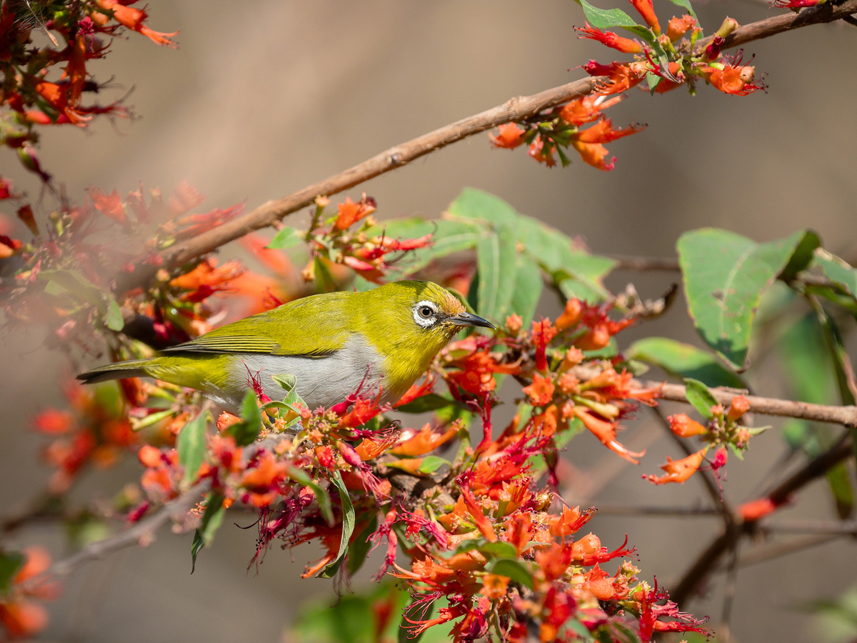 2025-04-05 05 Indian White-eye.jpg