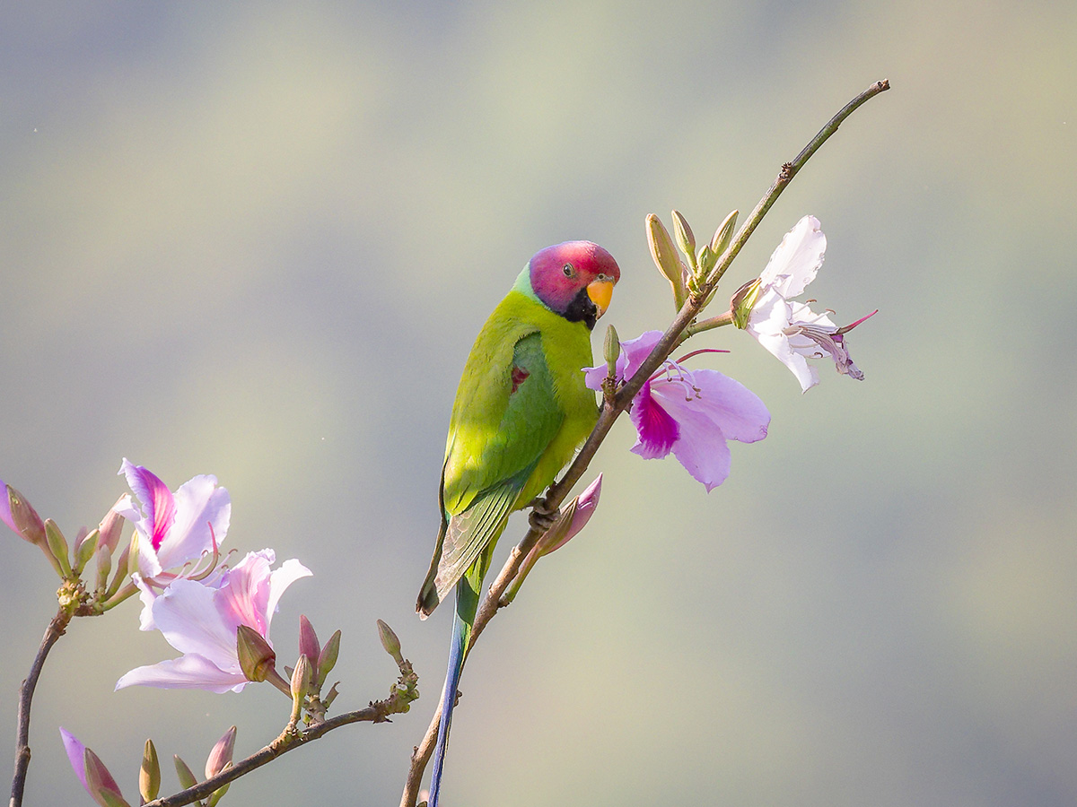 2025-04-05 13 Plum-headed Parakeet.jpg