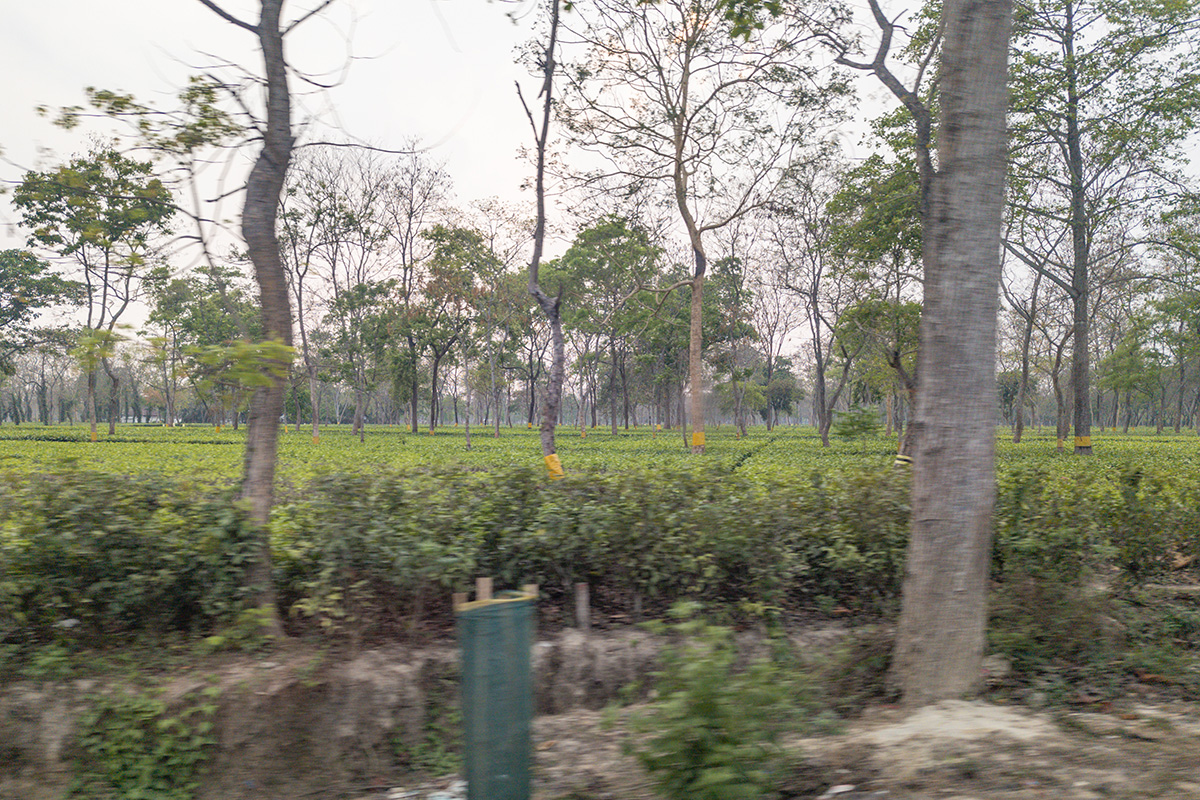 2025-04-06 04 Tea Plantation.jpg