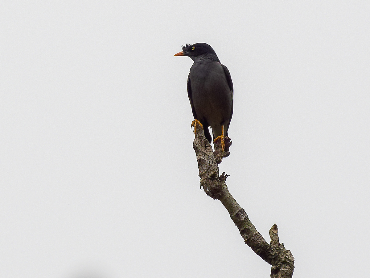 2025-04-07 002 Jungle Myna.jpg