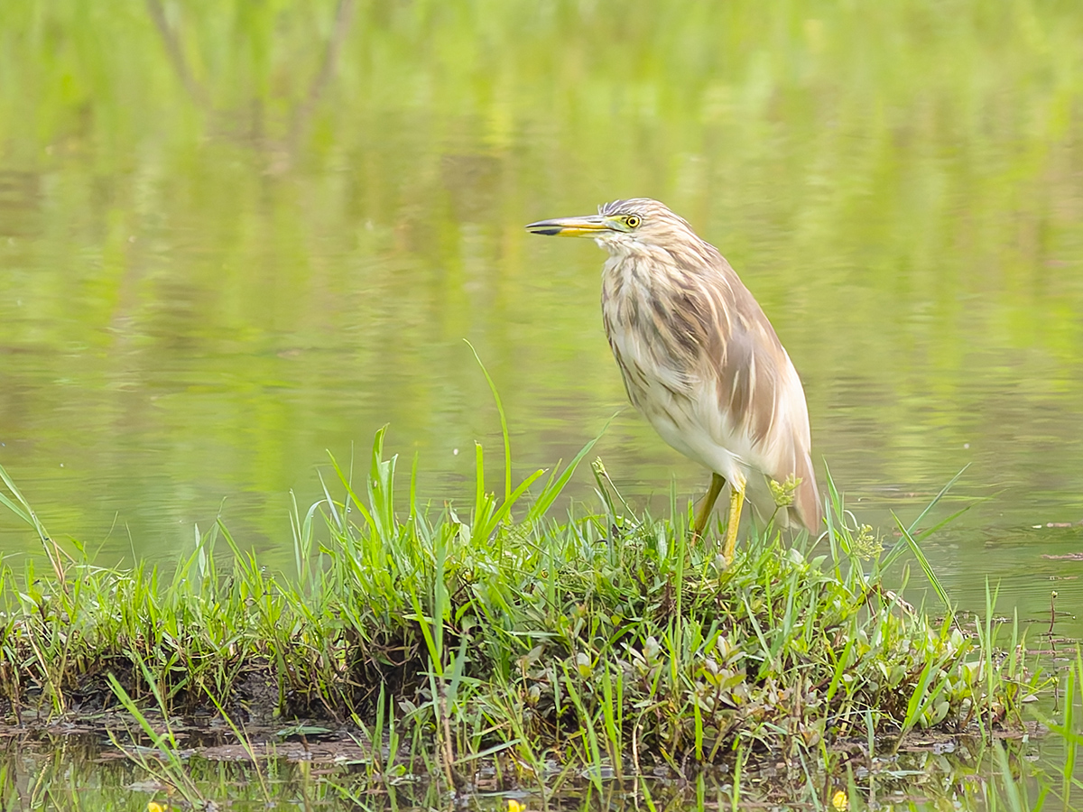 2025-04-07 020 Indian Pond Heron.jpg