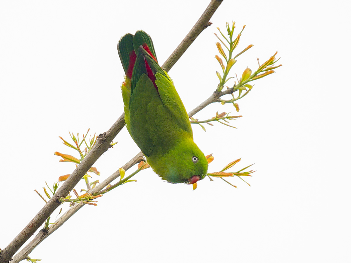 2025-04-07 022 Vernal Hanging Parrot.jpg