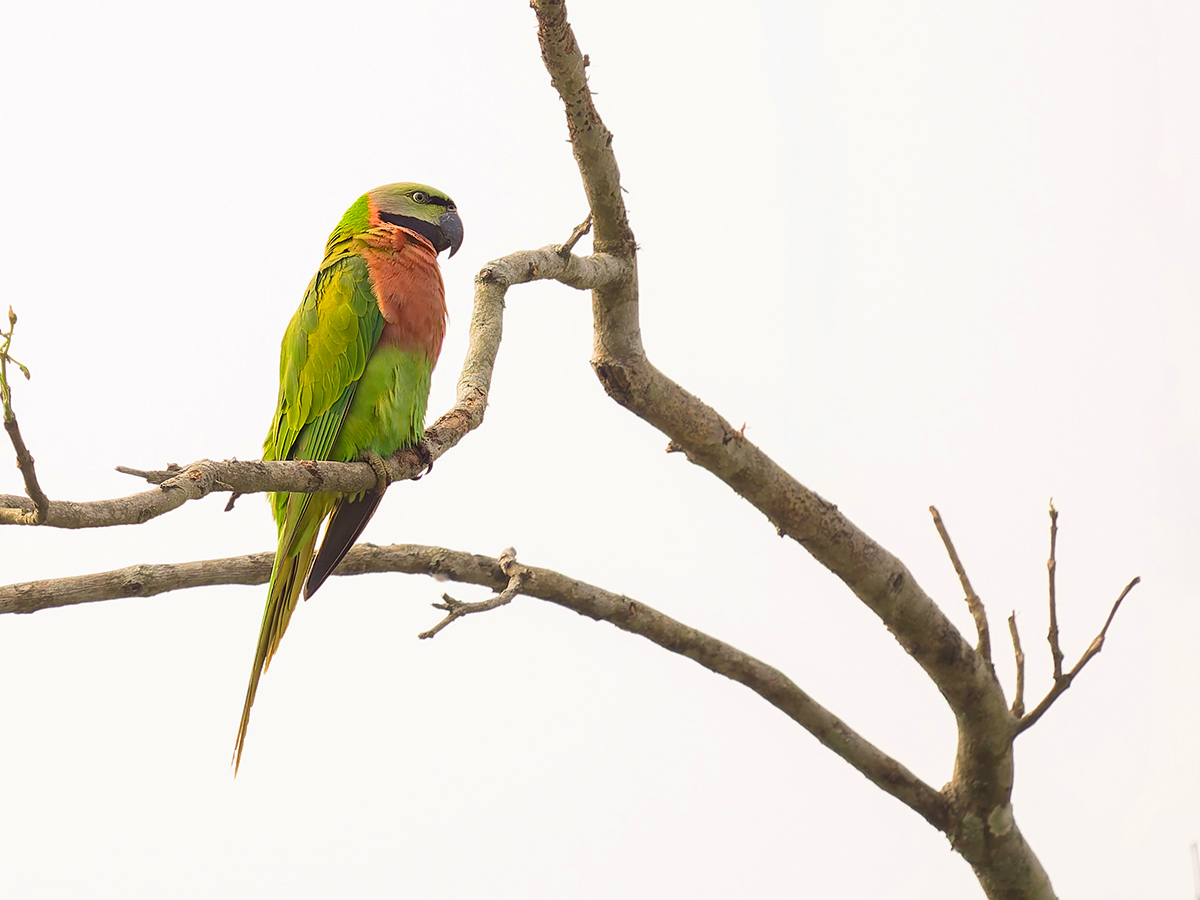 2025-04-07 026 Red-breasted Parakeet.jpg