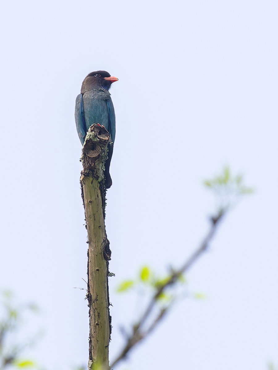 2025-04-07 030 Dollarbird.jpg