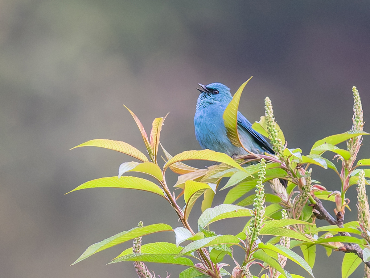 2025-04-08 003 Verditer Flycatcher.jpg