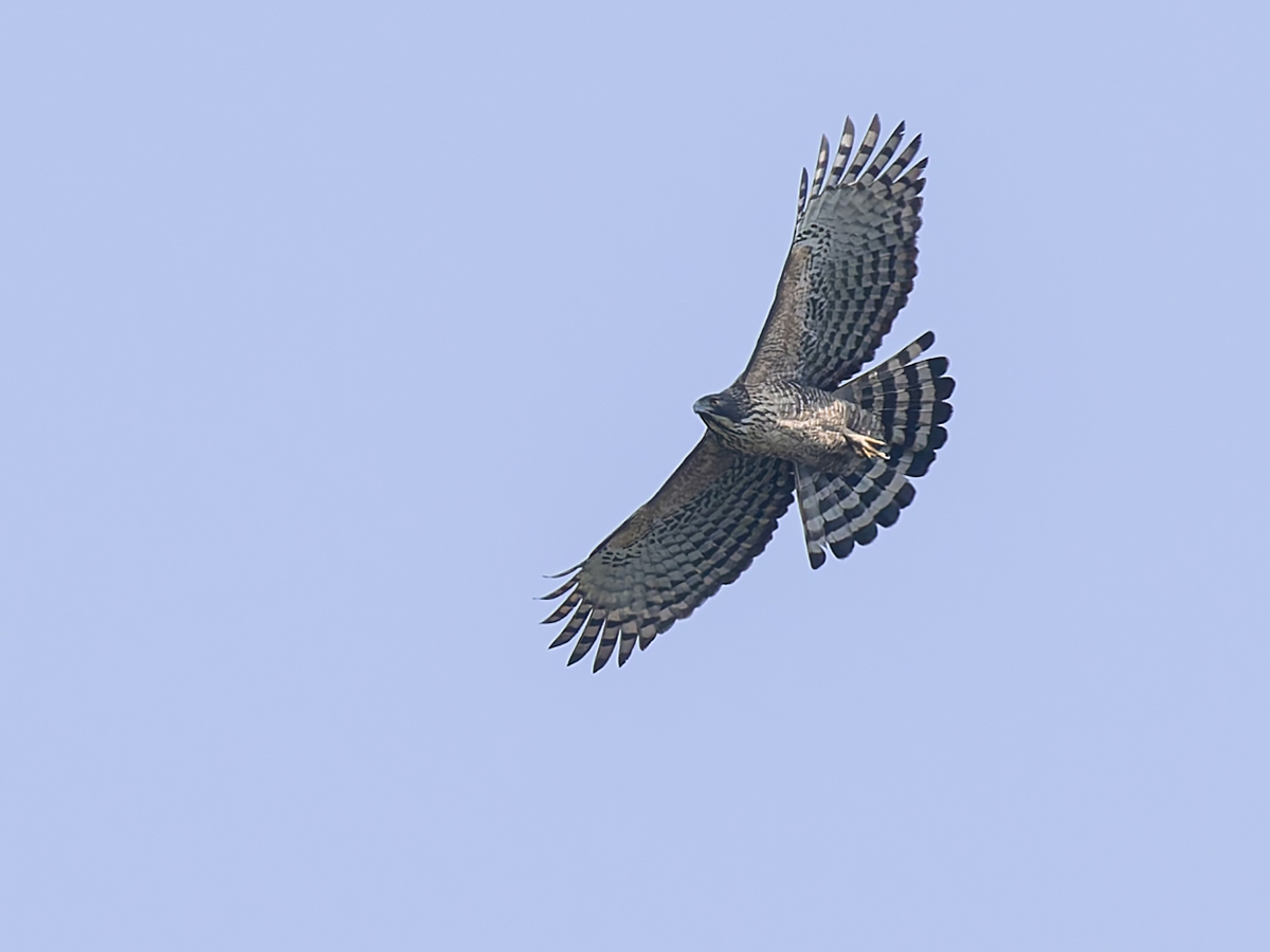 2025-04-08 016 Mountain Hawk Eagle.jpg
