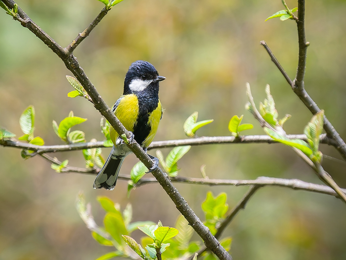 2025-04-08 022 Green-backed Tit.jpg