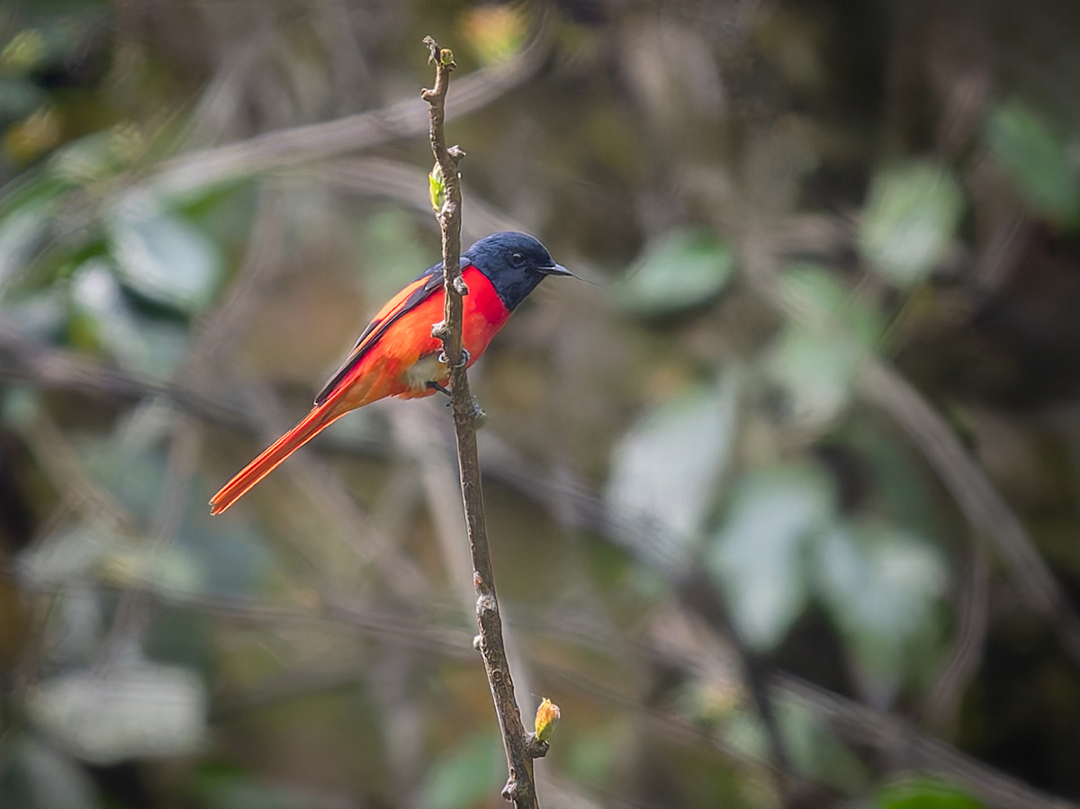 2025-04-08 023 Scarlet Minivet.jpg