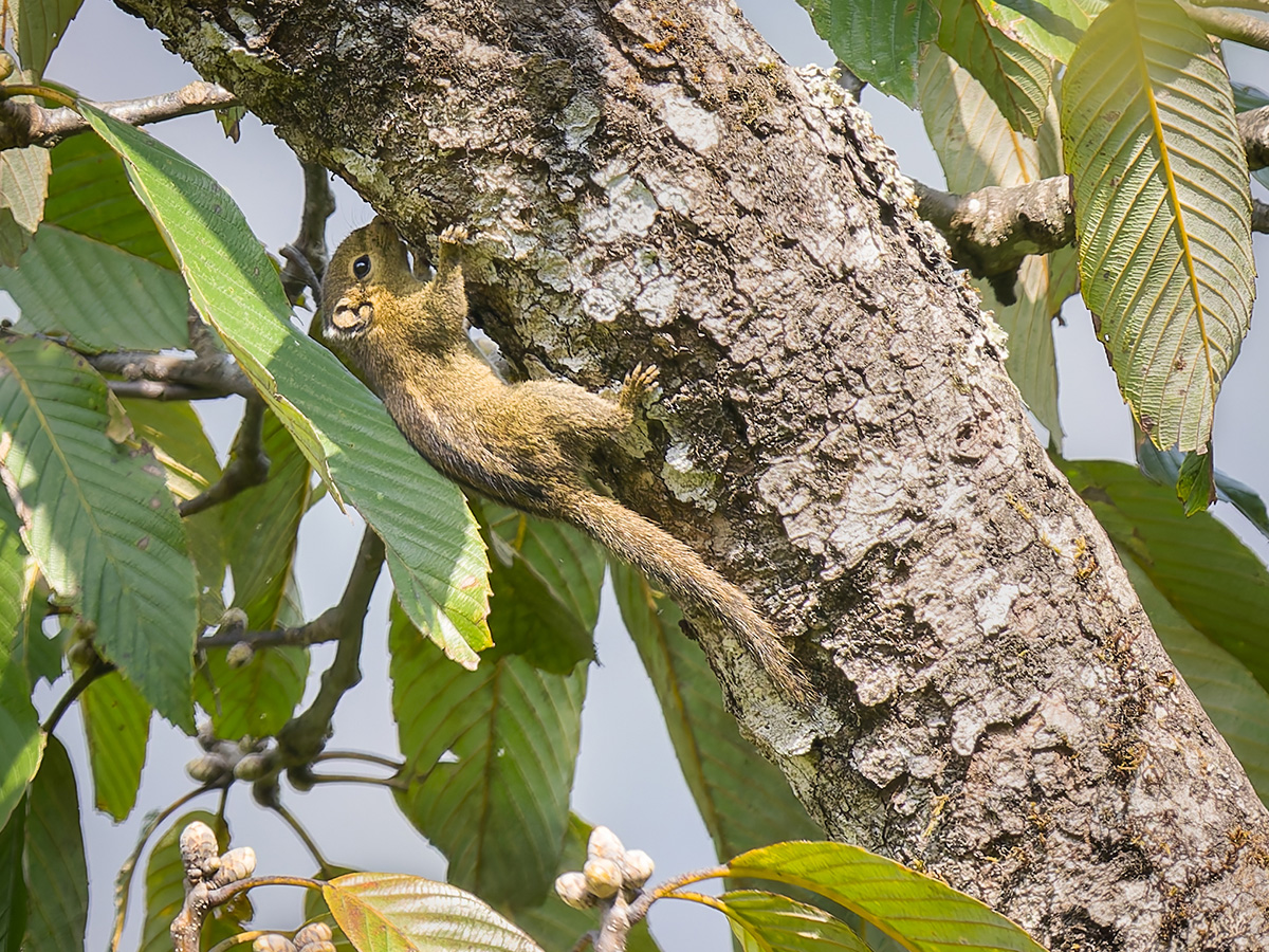 2025-04-08 026 Tree Squirrel.jpg