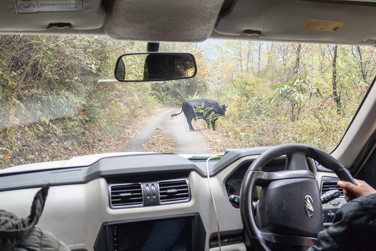 2025-04-08 043 Cow on Road.jpg