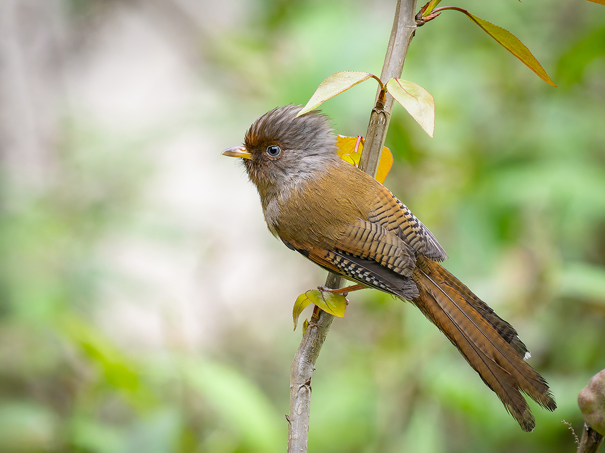 2025-04-08 044 Rusty-fronted Barwing.jpg