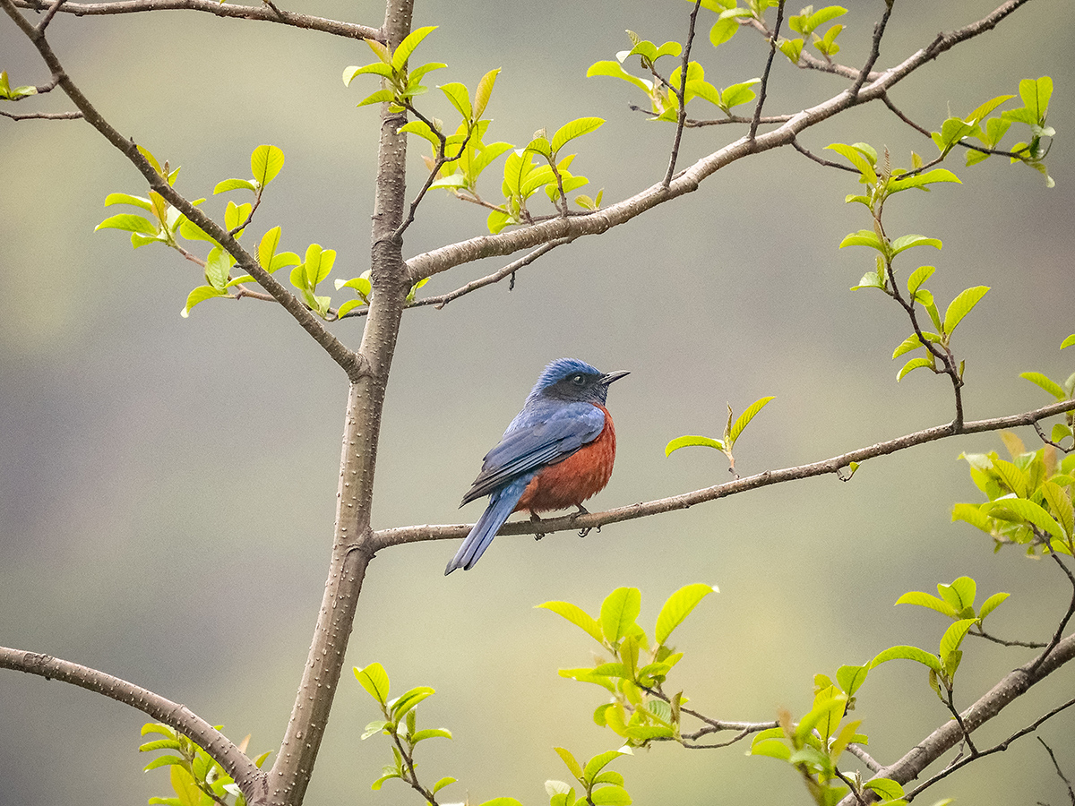2025-04-09 001 Chestnut-bellied Rock Thrush.jpg