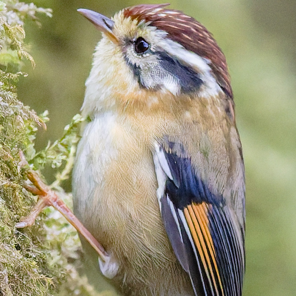 2025-04-09 009 Rufous-winged Fulvetta edited.jpg
