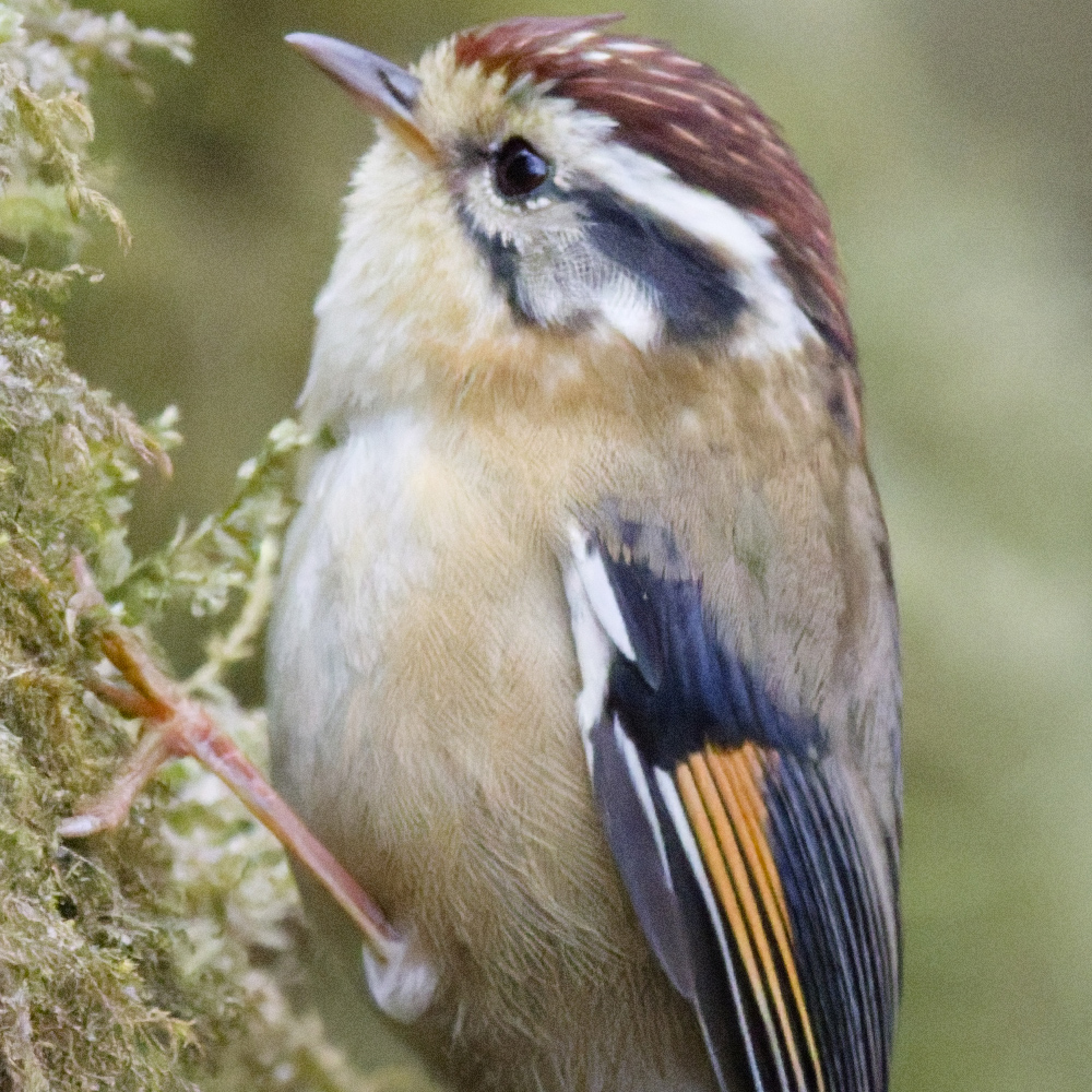 2025-04-09 009 Rufous-winged Fulvetta_DxO.jpg