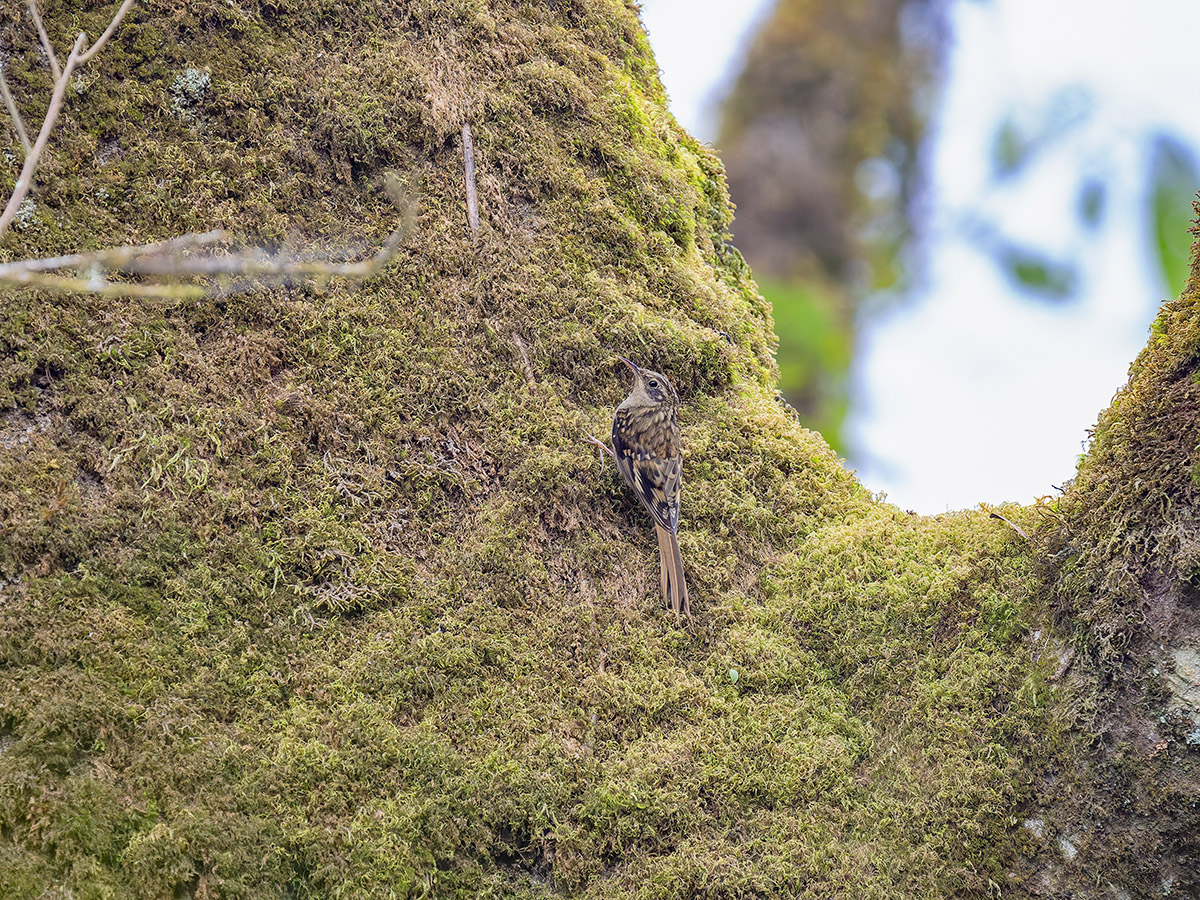 2025-04-09 051 Sikkim Treecreeper.jpg