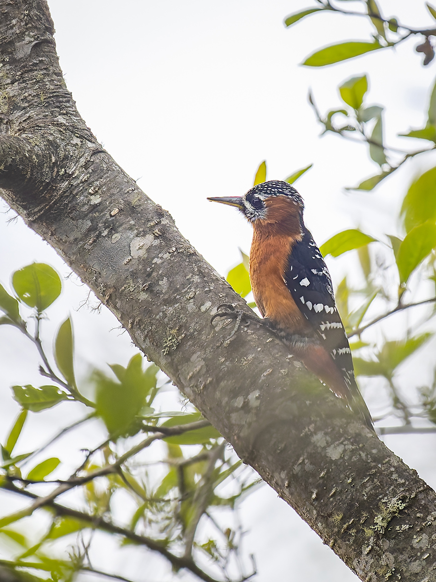 2025-04-10 037 Rufous-bellied Woodpecker.jpg