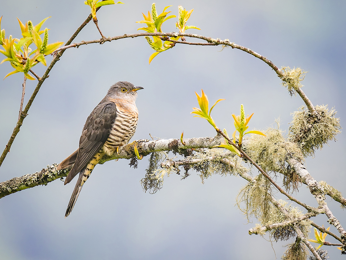 2025-04-10 052 Common Hawk-cuckoo.jpg