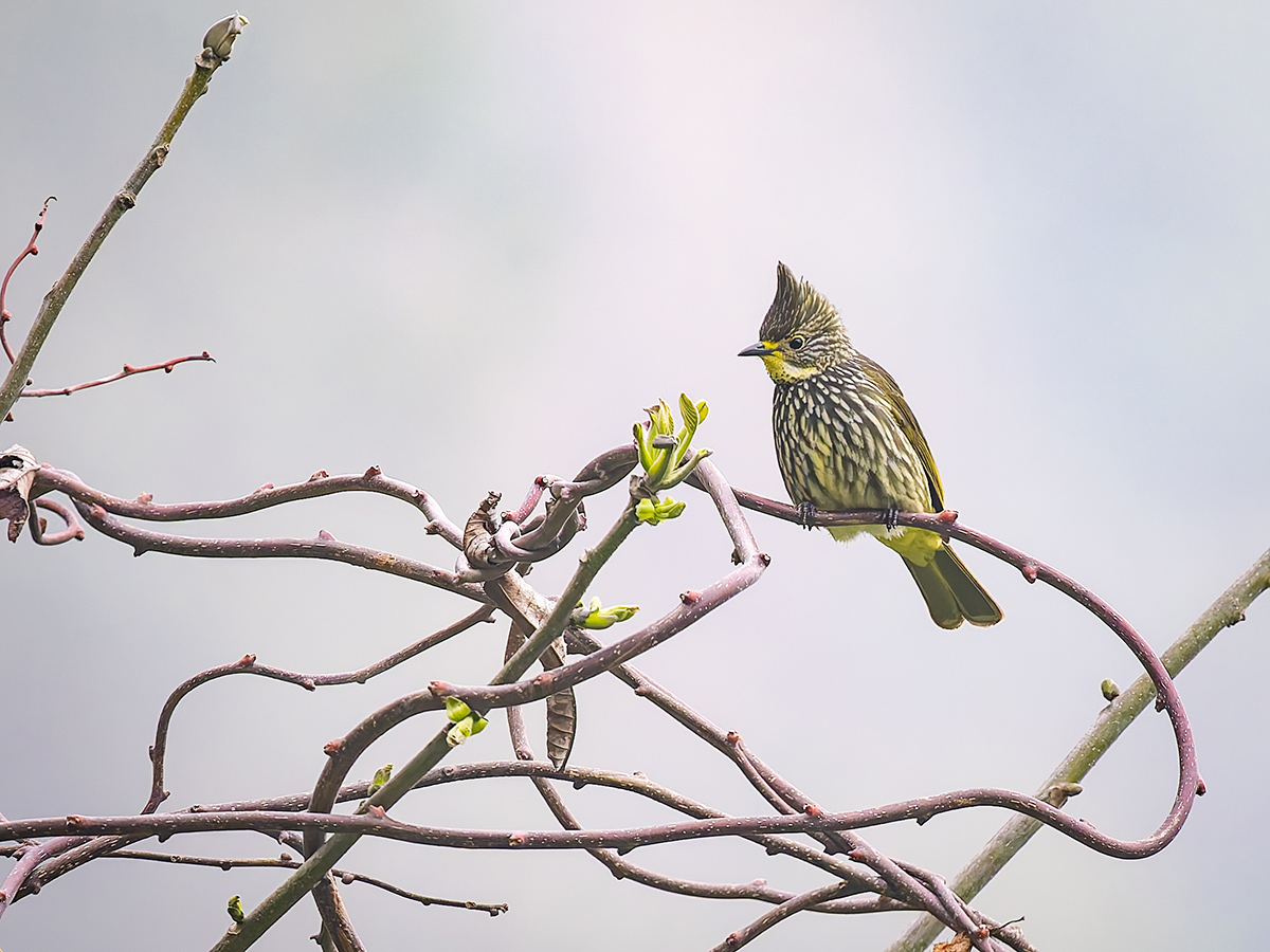 2025-04-10 055 Striated Bulbul.jpg