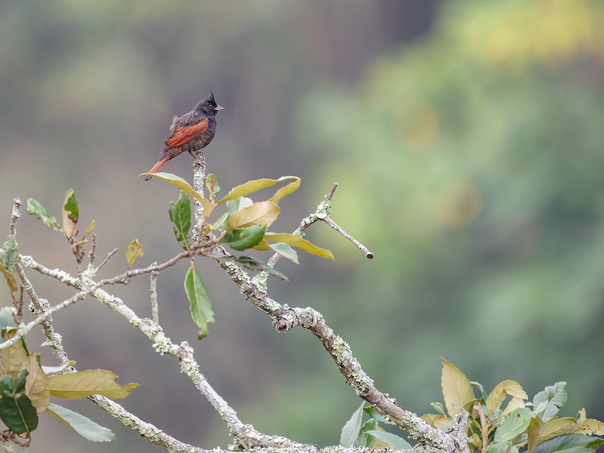 2025-04-11 05 Crested Bunting.jpg