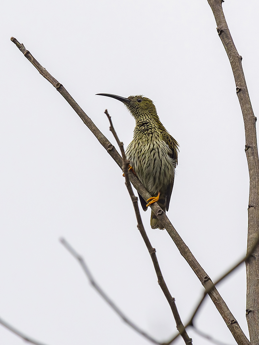 2025-04-11 16 Streaked Spiderhunter.jpg